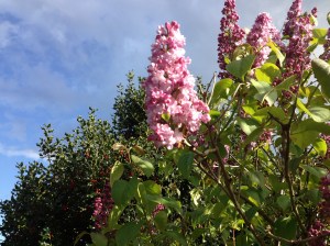 Lilacs