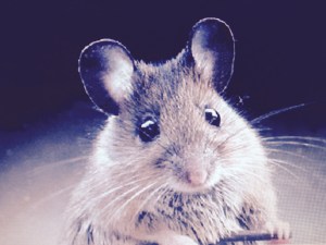 Mouse trapped in my sink.