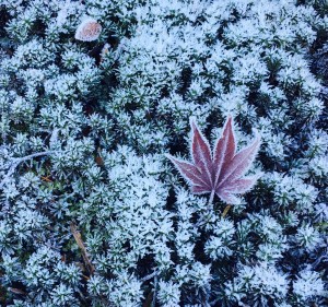 Hoarfrost