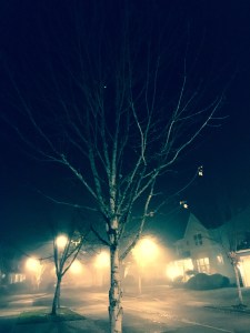 The leaves, the leaves are gone except the oak,