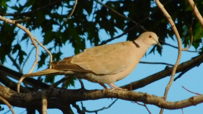 Be as gentle as a dove...