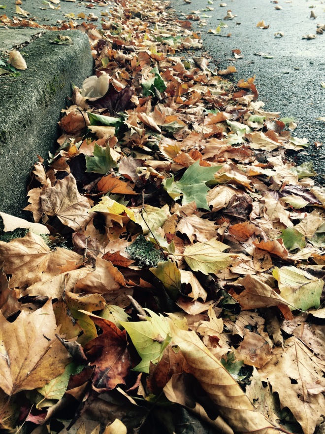 Autumn leaves in the gutter