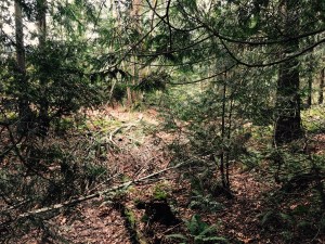 Felled brances, fragrance of cedar