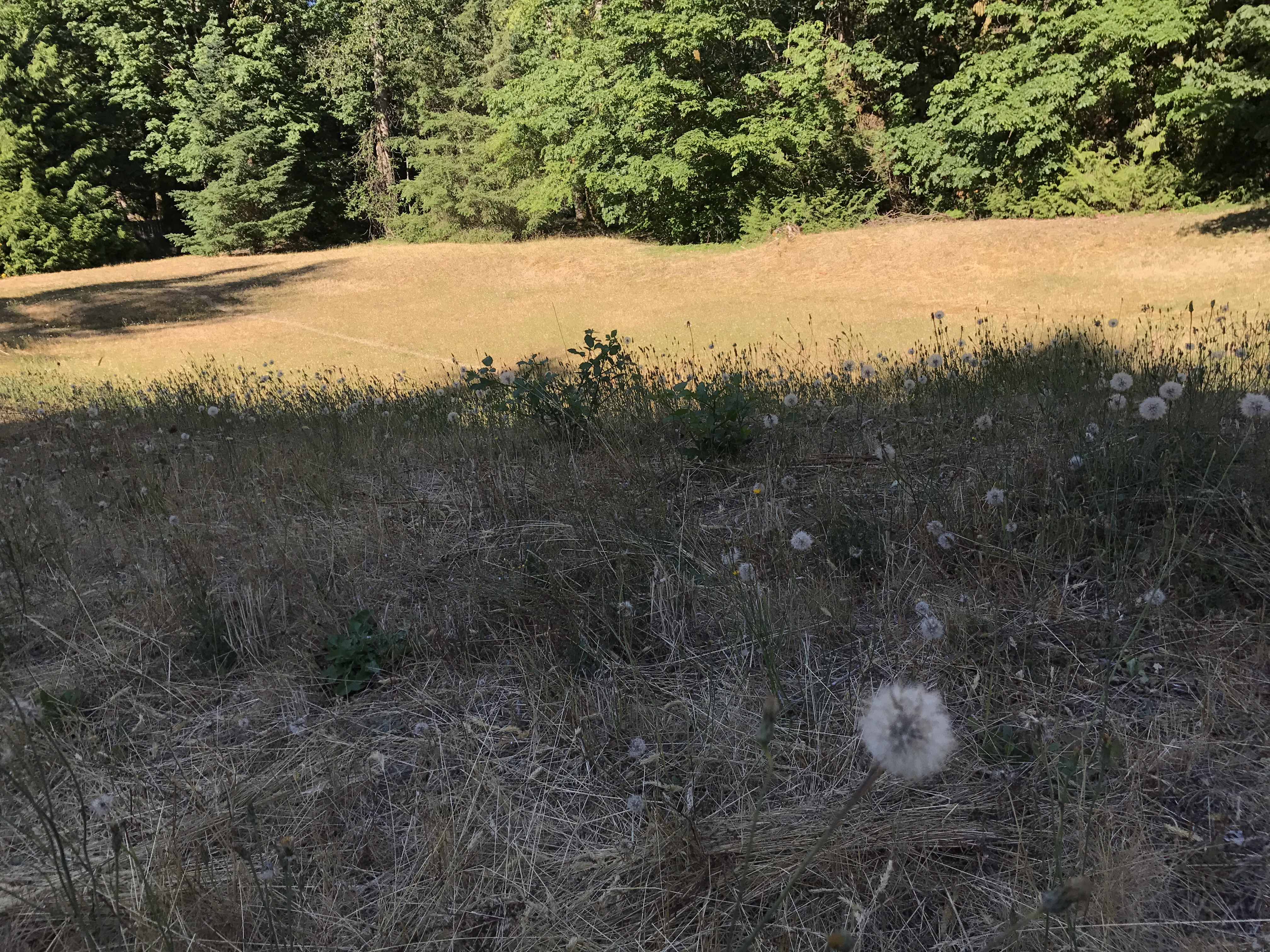 Late summer's sun has baked the grass to brown