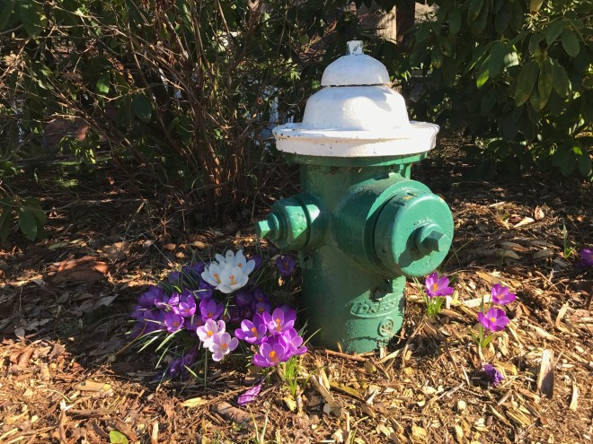 Crocus blooming in late winter