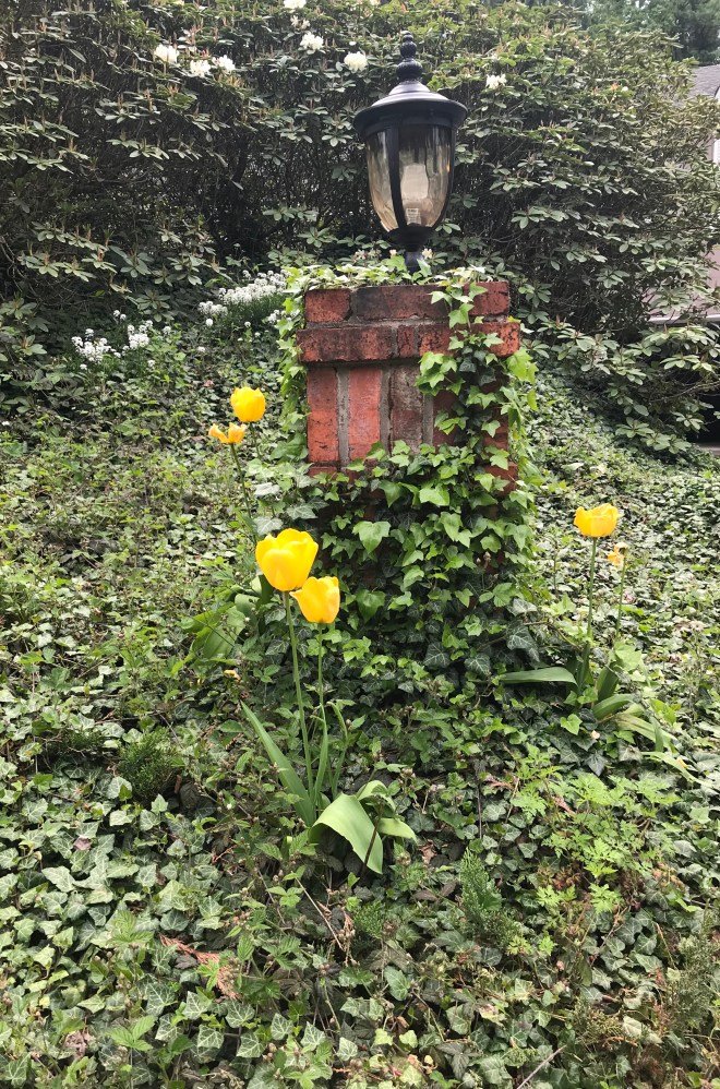 I kissed you first in tulip time