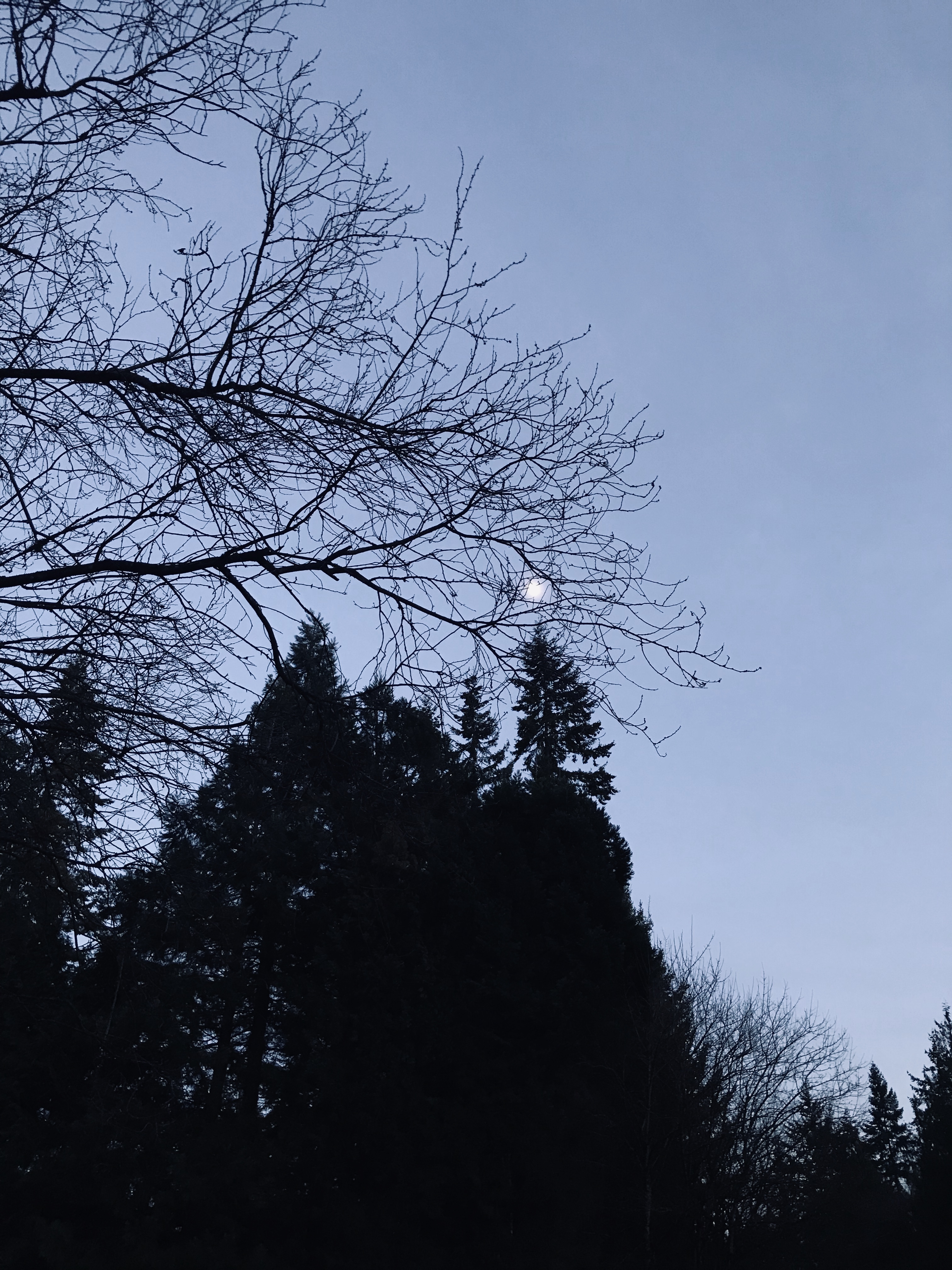 Frozen moon through grey trees