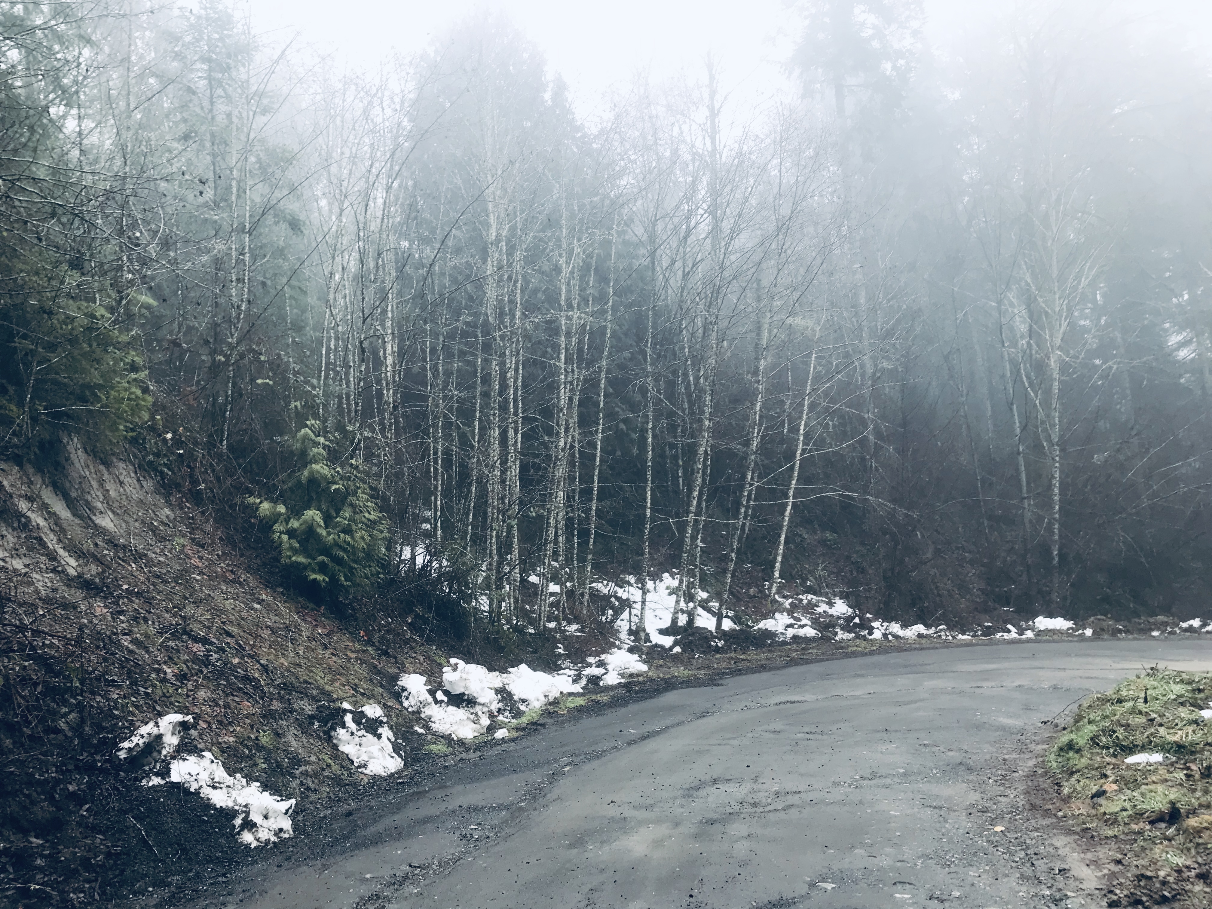 Grey weeds withered beside a roadside ditch