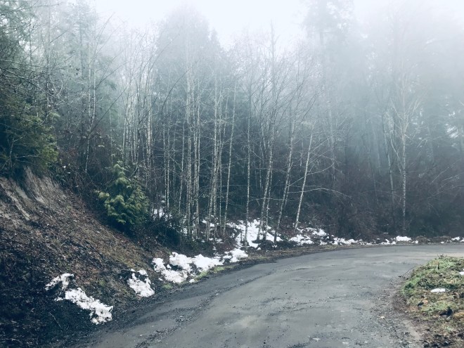 Grey weeds withered beside a roadside ditch