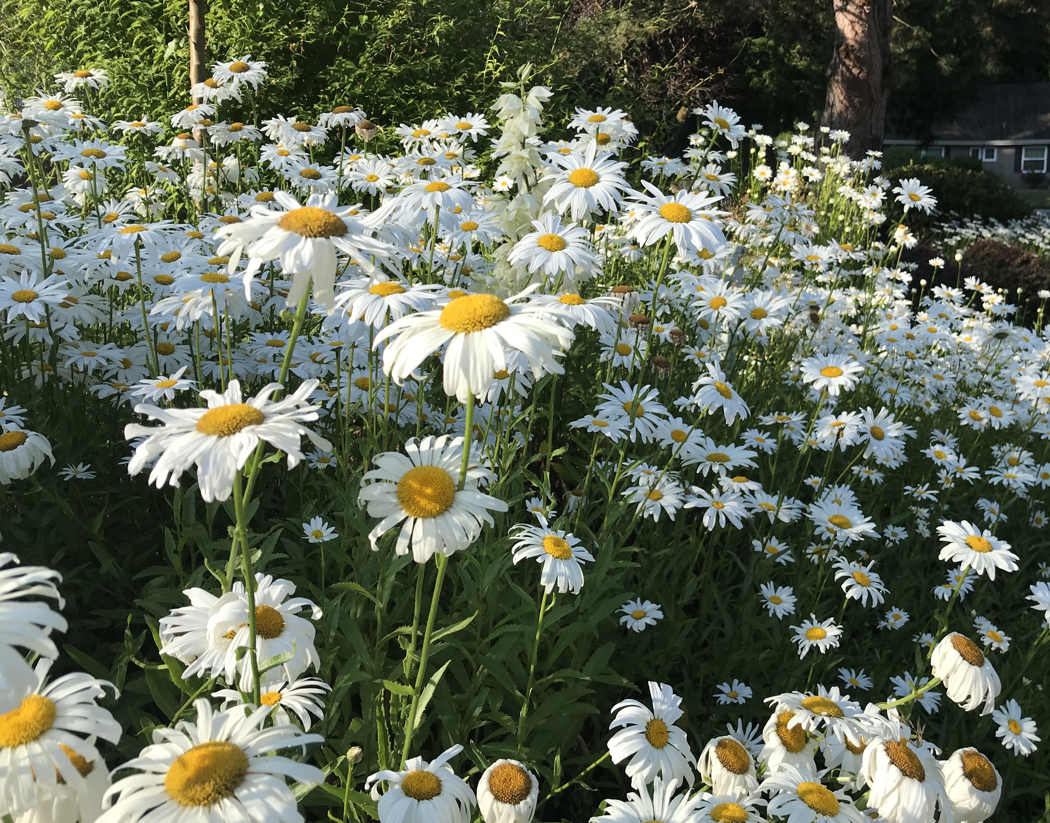 I married you in daisy time